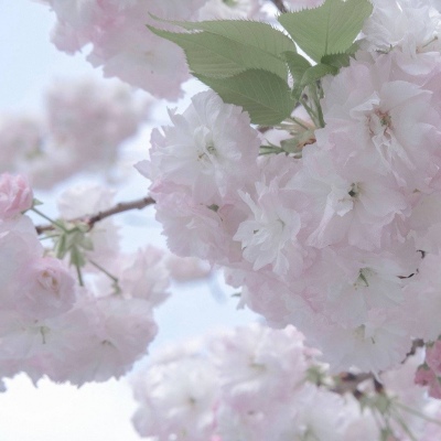 双柏福瑞交流群